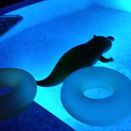 семеен мираж *